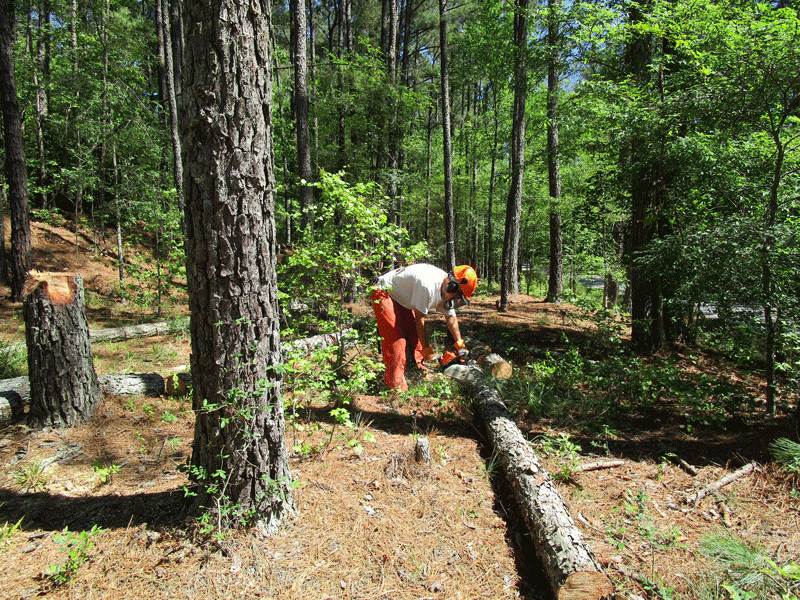 Board member cutting trees on May 2